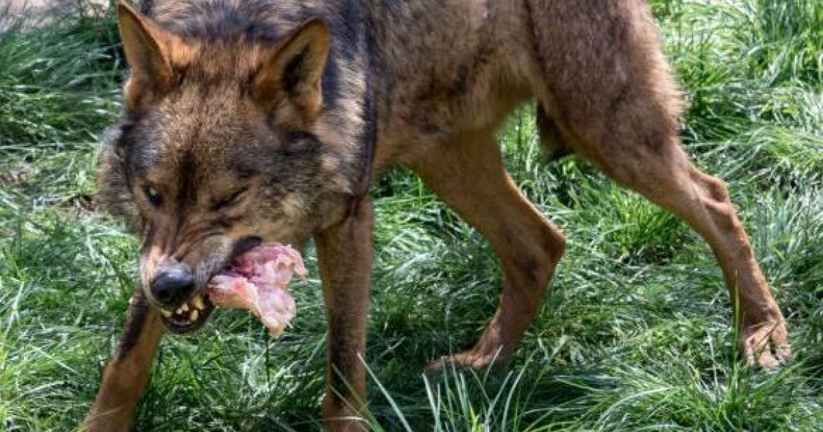 Ovejas, potros, terneros... y hasta perros: la masacre del lobo que el  Gobierno elude