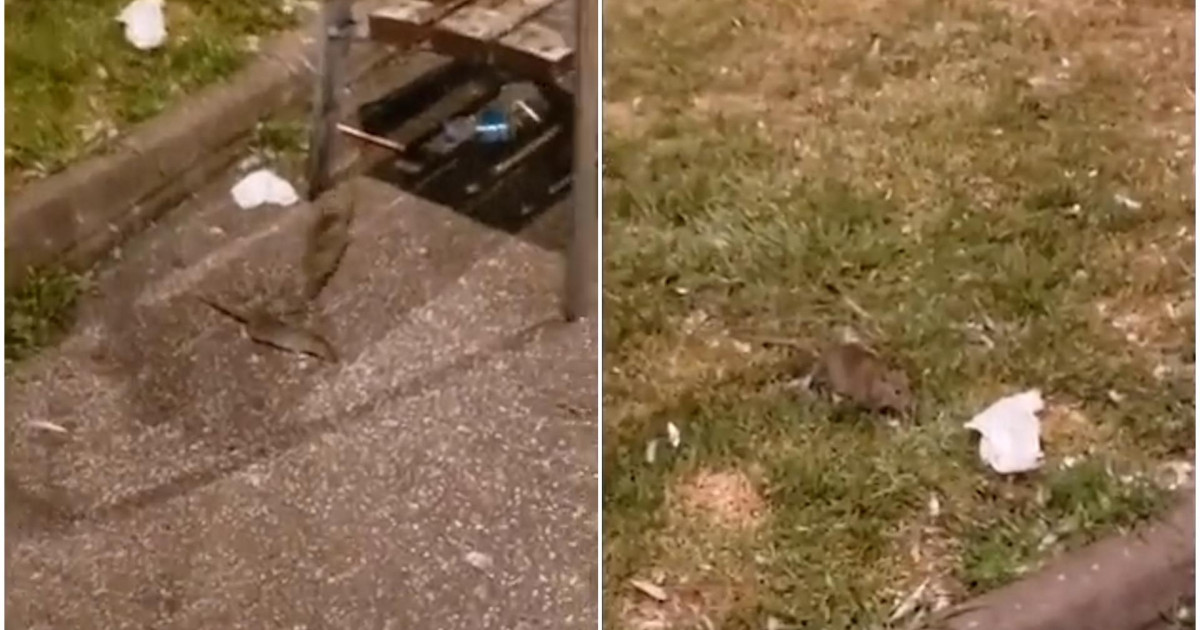 Críticas a Colau por el temor a una plaga de ratas en Barcelona