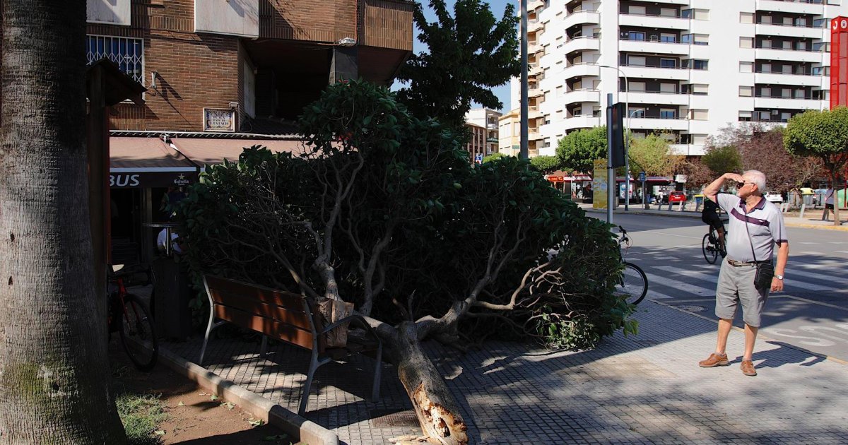 Un niño de 13 años, en estado crítico por la caída de la rama de un árbol