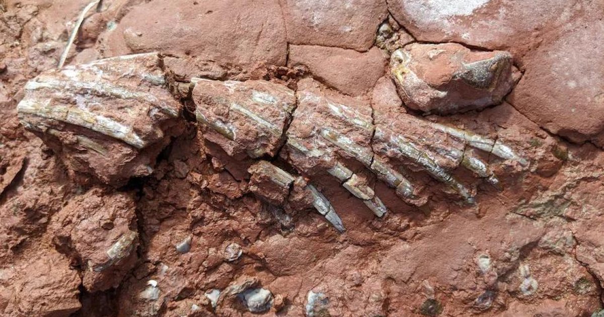 Encuentran el fósil de un extraño animal que vivió millones de años antes  de los dinosaurios
