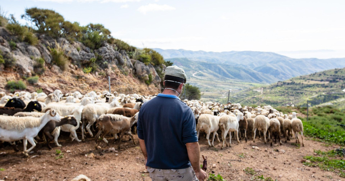 El 'diario de la vaca', el nuevo 'agobio' del Gobierno a los ganaderos