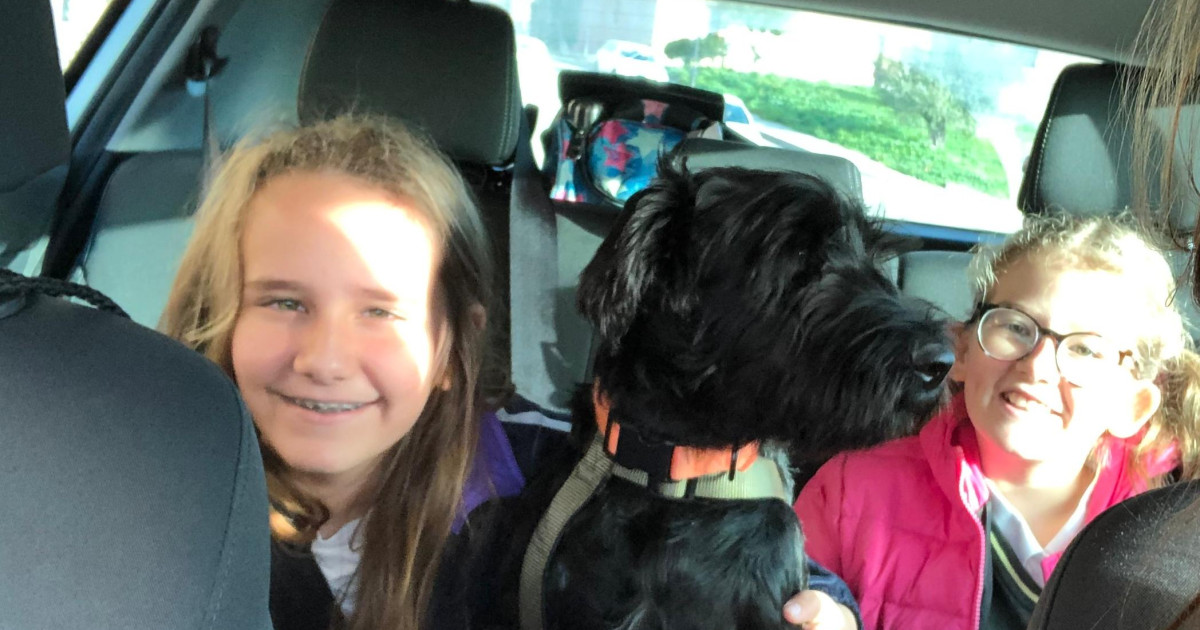 Para evitar multas de hasta 200.000 euros, tienes que transportar así a tu perro cuando viaje en coche 6 Merca2.es Si vas a viajar con tu perro en el coche, pon atención a los requisitos