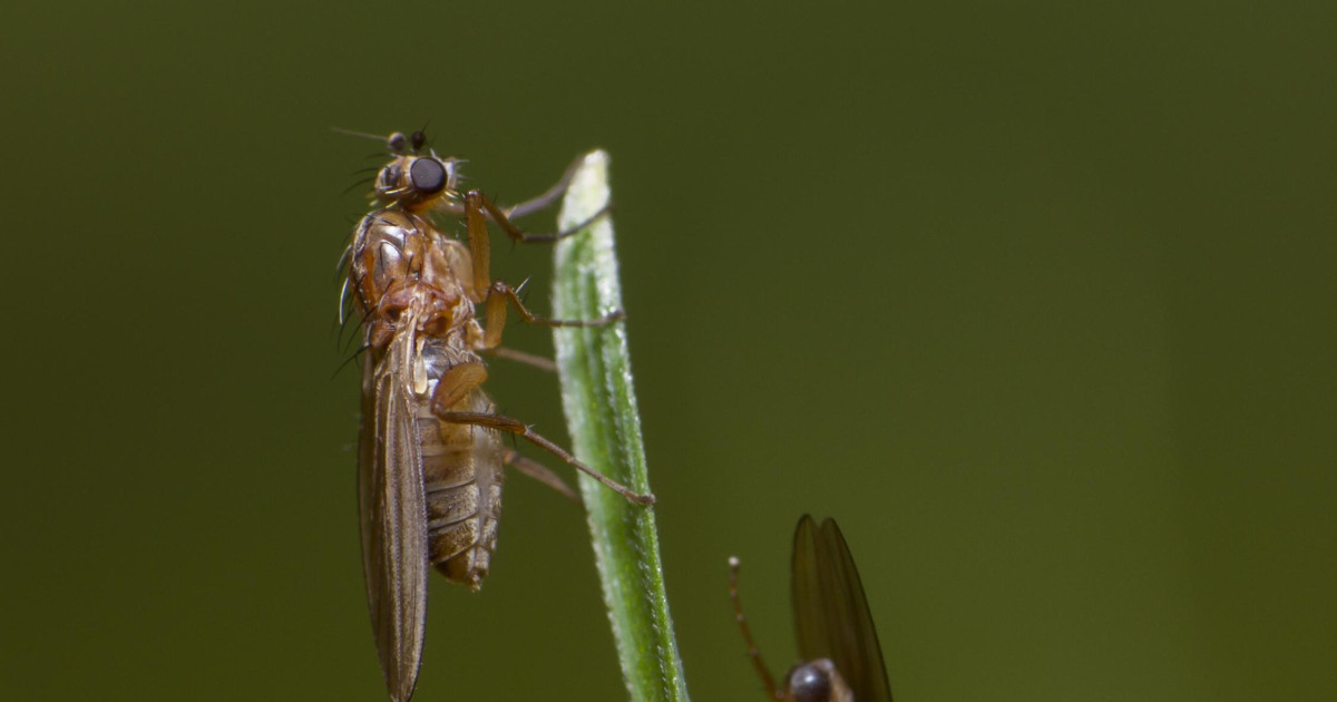 Mosca Predatora Alerta por una mosca asiática depredadora que es resistente a insecticidas