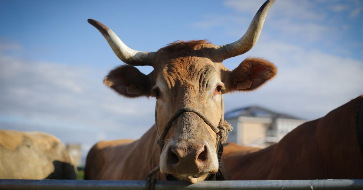 They detected cases of “atypical” mad cow disease in the US