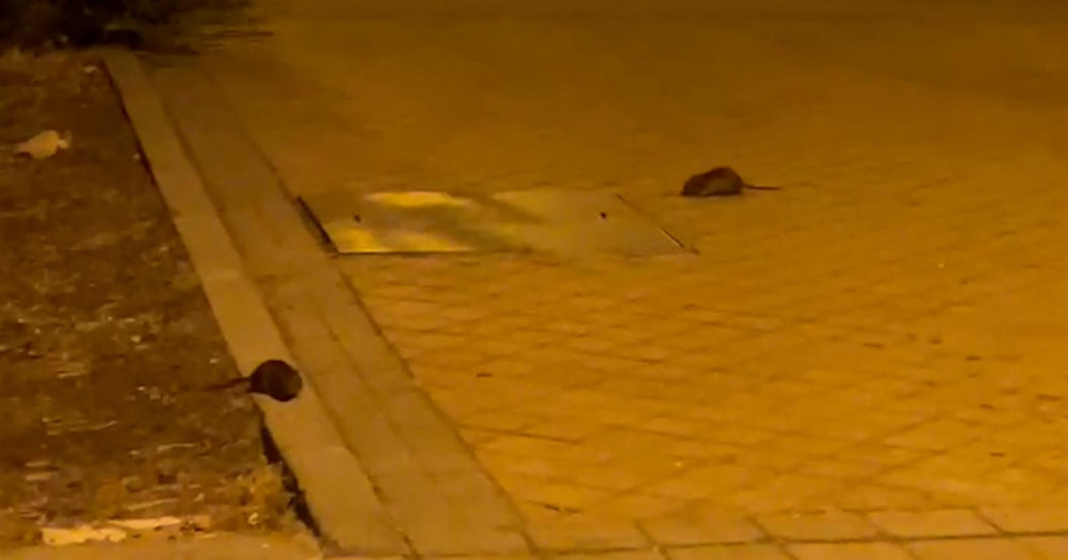 Ratas en Alcorcón: los vecinos denuncian una plaga de roedores que va ...