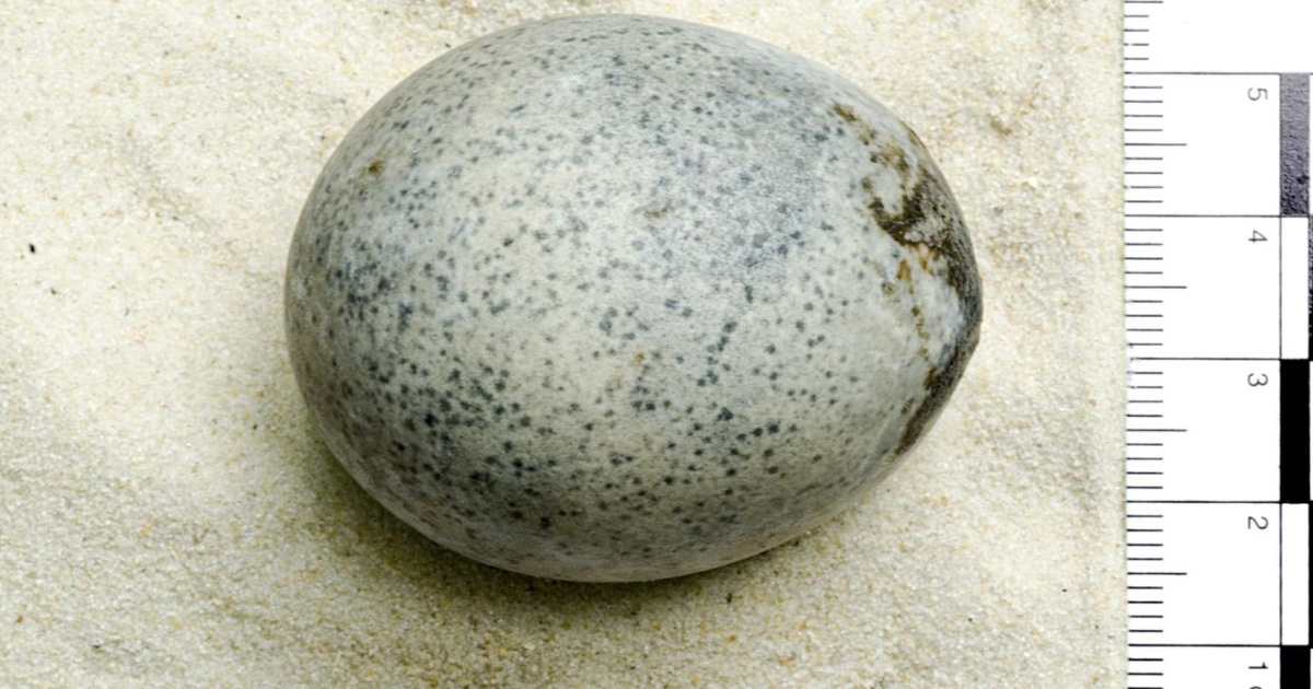 A 1,700-year-old chicken egg was found intact in the UK
