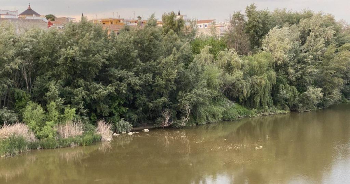 Vox Córdoba exige al Ayuntamiento la limpieza de las márgenes del río ...