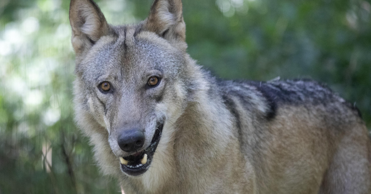 Suecia permite cazar al 10 % de la población de lobos, pese a que solo ...