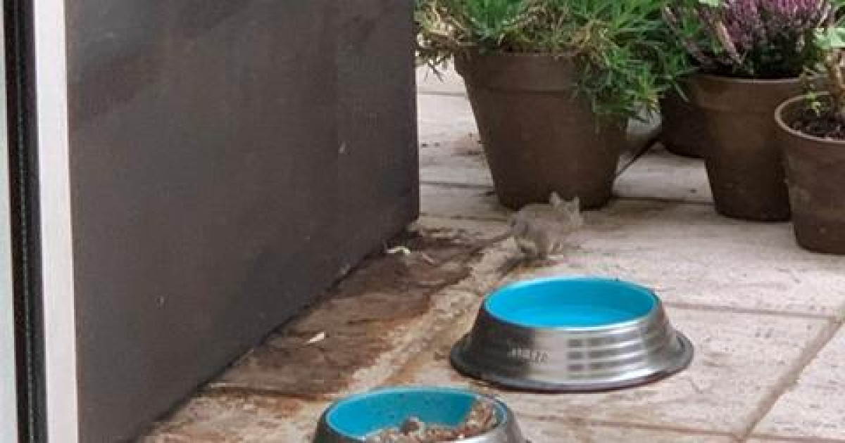 Los vecinos del madrileño barrio de Valdemarín denuncian una plaga de ...