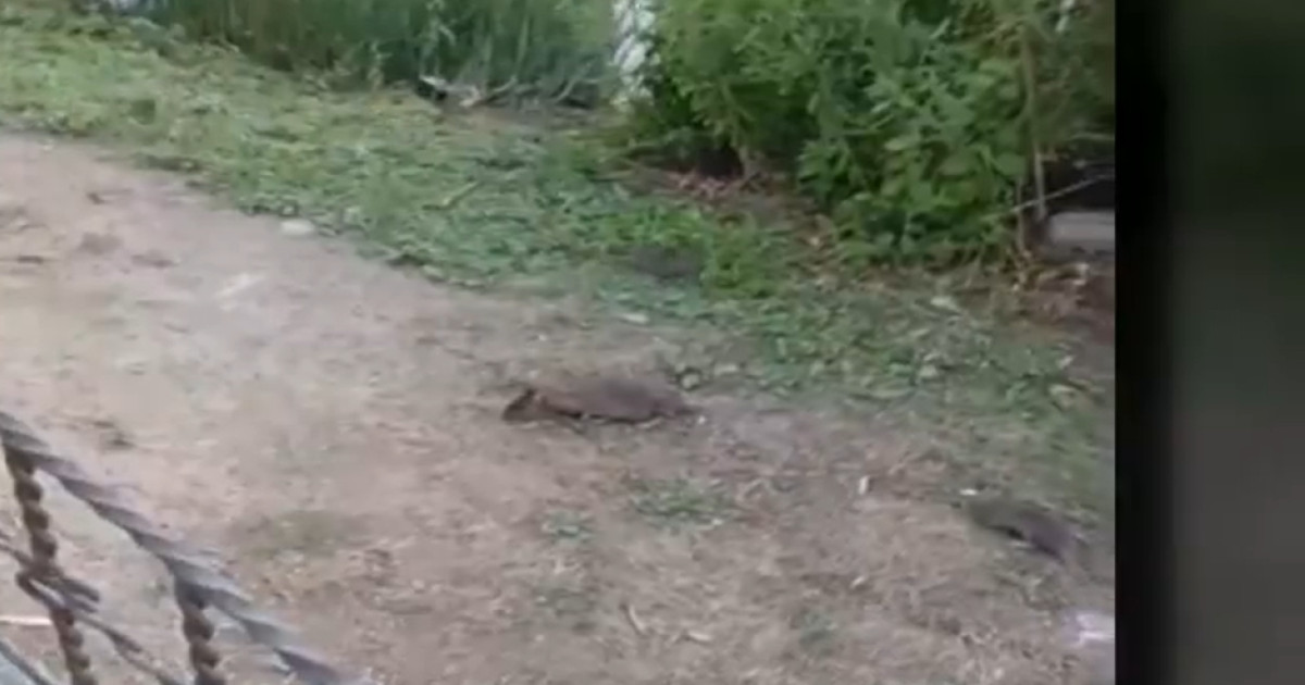 Una plaga de ratas obliga a cerrar un parque en Parla: «La dejadez y la ...