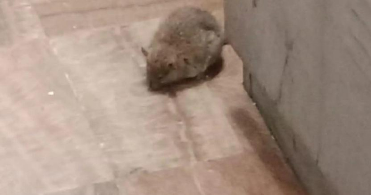 Una plaga de ratas invade el cuartel de la Guardia Civil en Mijas ...
