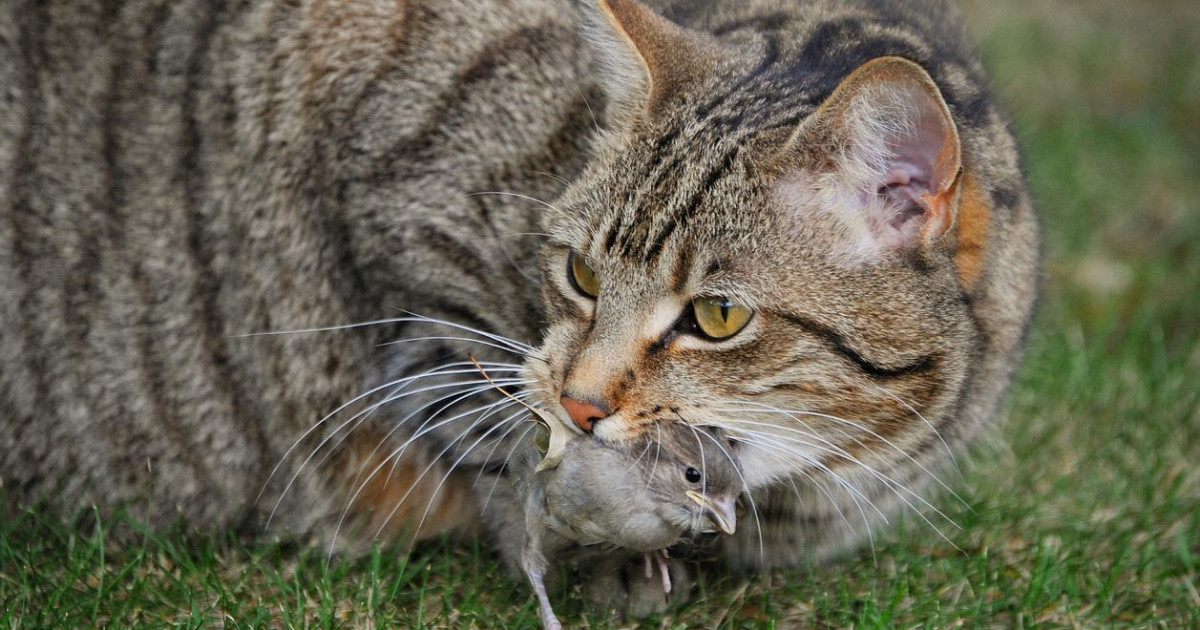 Australia Culls 2 Million Wild Cats to Protect Native Species