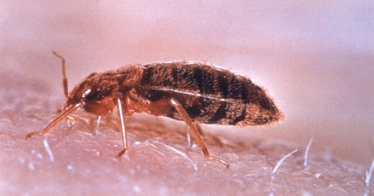 Cómo debes comprobar si tienes una plaga de chinches en casa