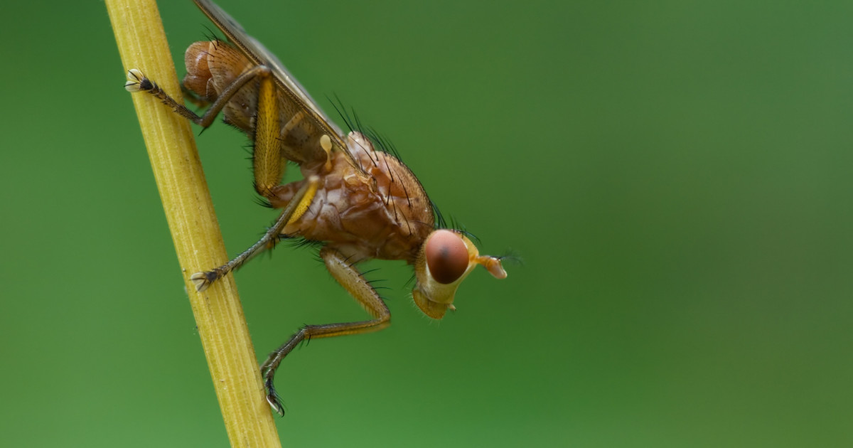 ¿Es realmente posible engañar a los mosquitos para que no nos piquen?