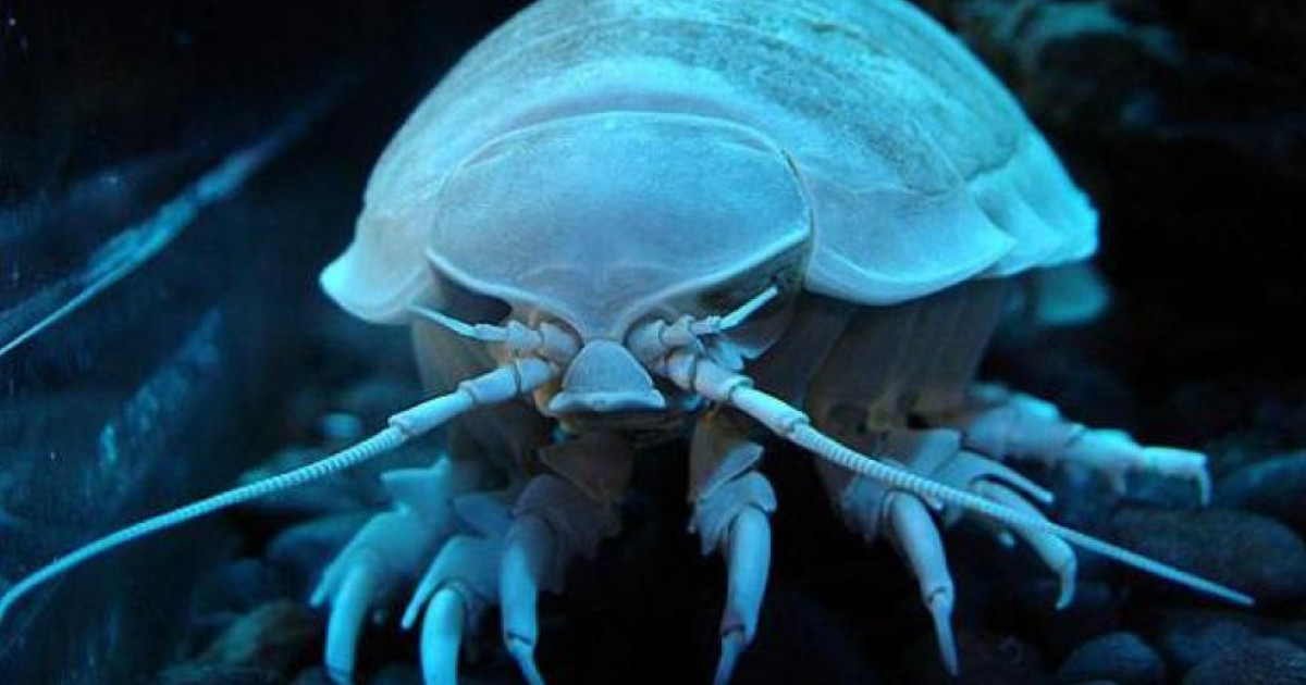 Descubren un nuevo isópodo de gran tamaño en México