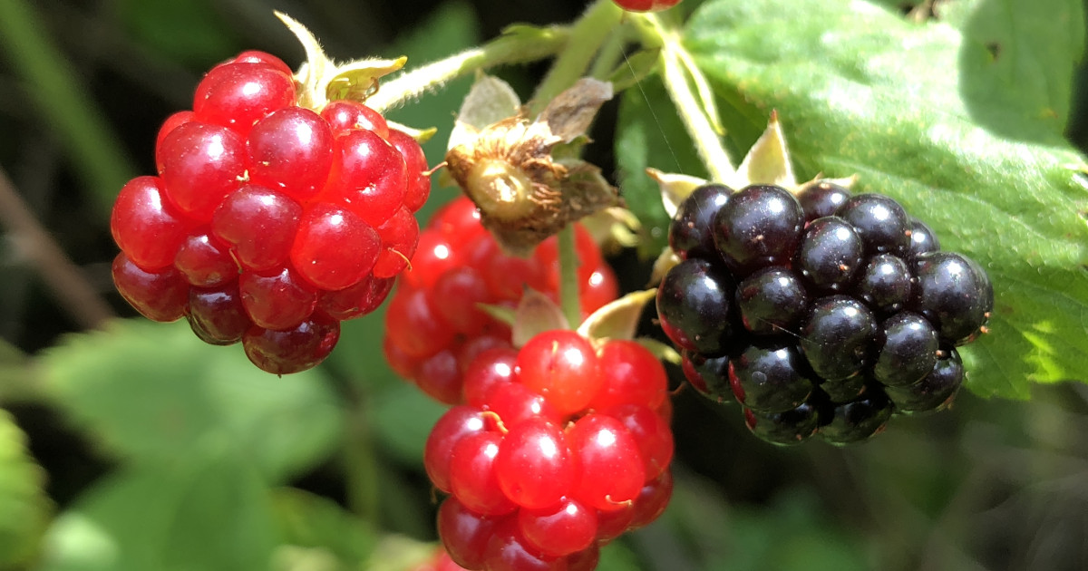 記憶を強化する6つの食べ物