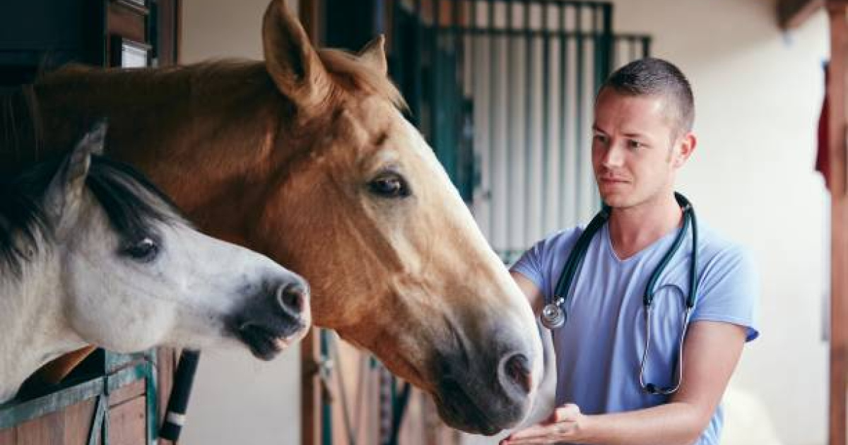 The International Course in Equine Sports Medicine brings together more than a hundred veterinarians at UCLA