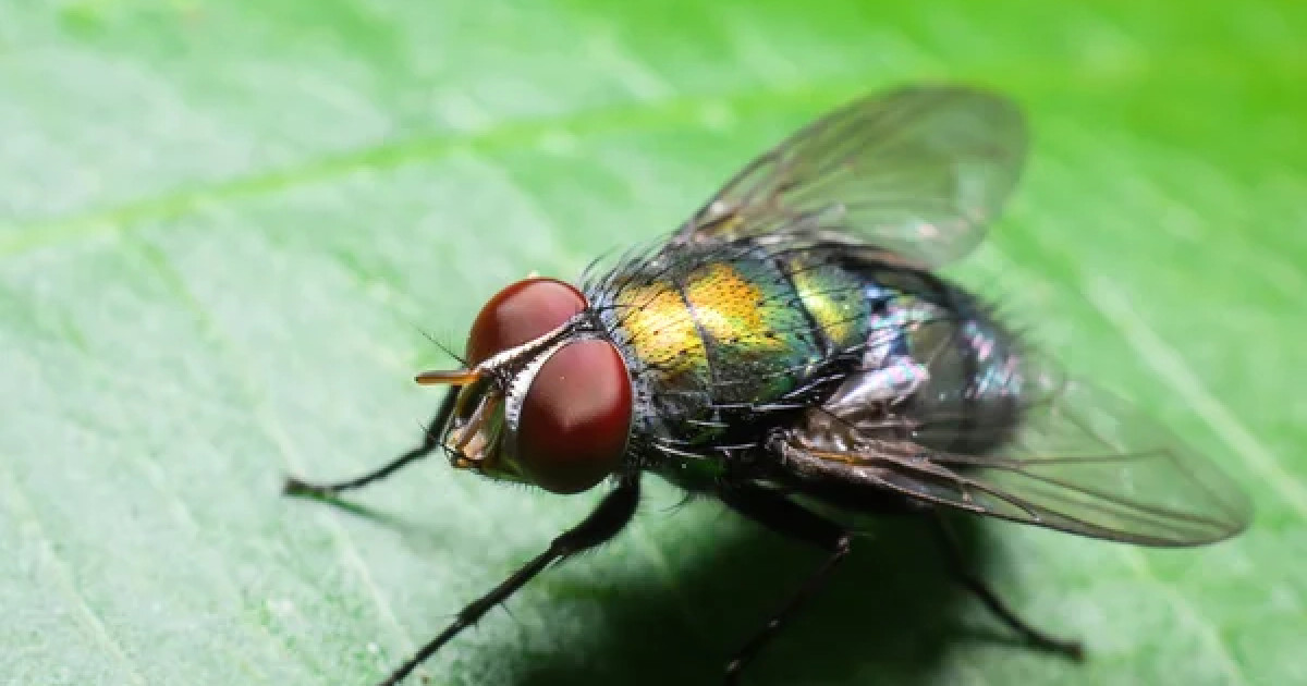 Descubren en Collserola una especie de mosca única en el mundo