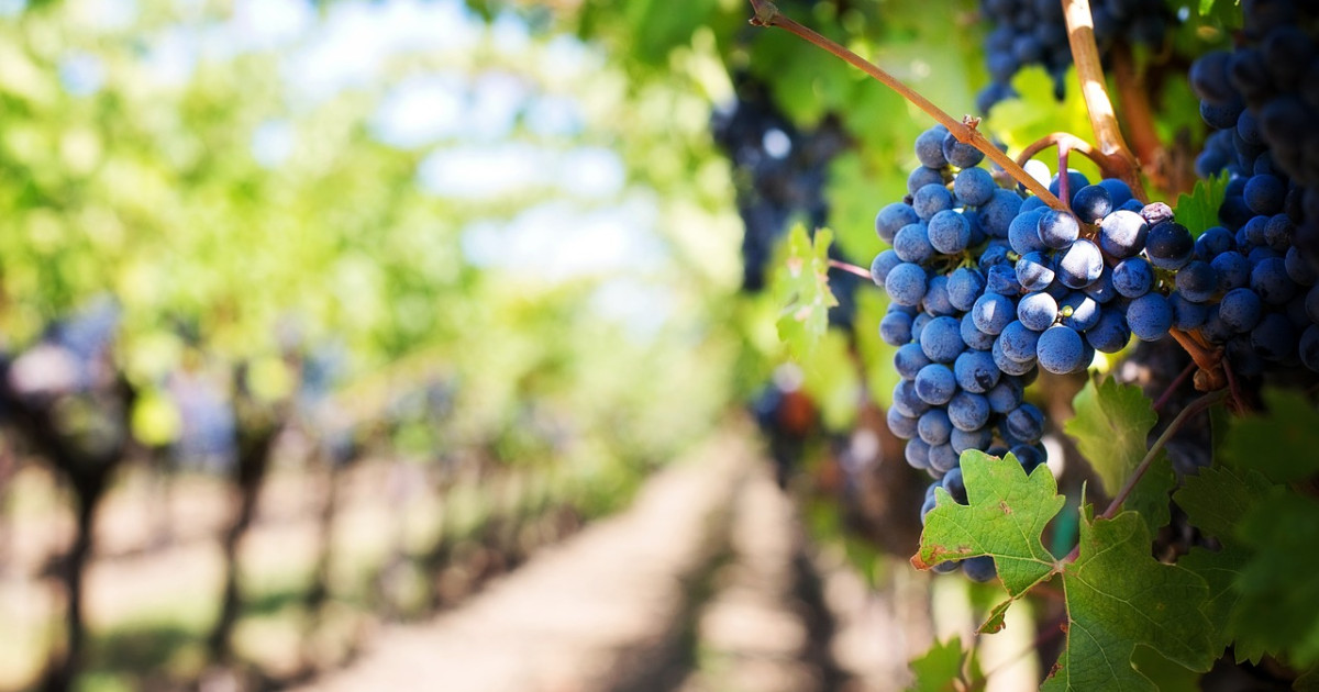descubre las bodegas con más historia