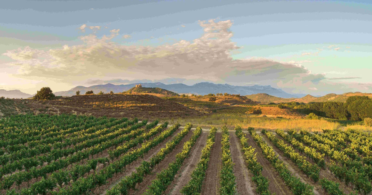 los viñedos, una solución natural contra los incendios