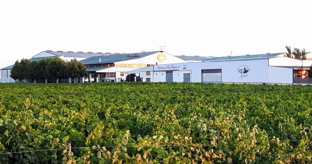 Este es el vino blanco ecológico de La Mancha que conquista el Oro y reivindica la esencia del Airén