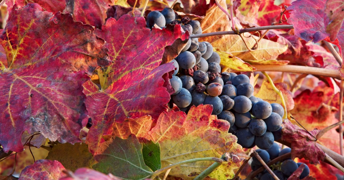 ¿Es la Ruta del Vino de Almansa la mejor ruta de vinos por descubrir en España?