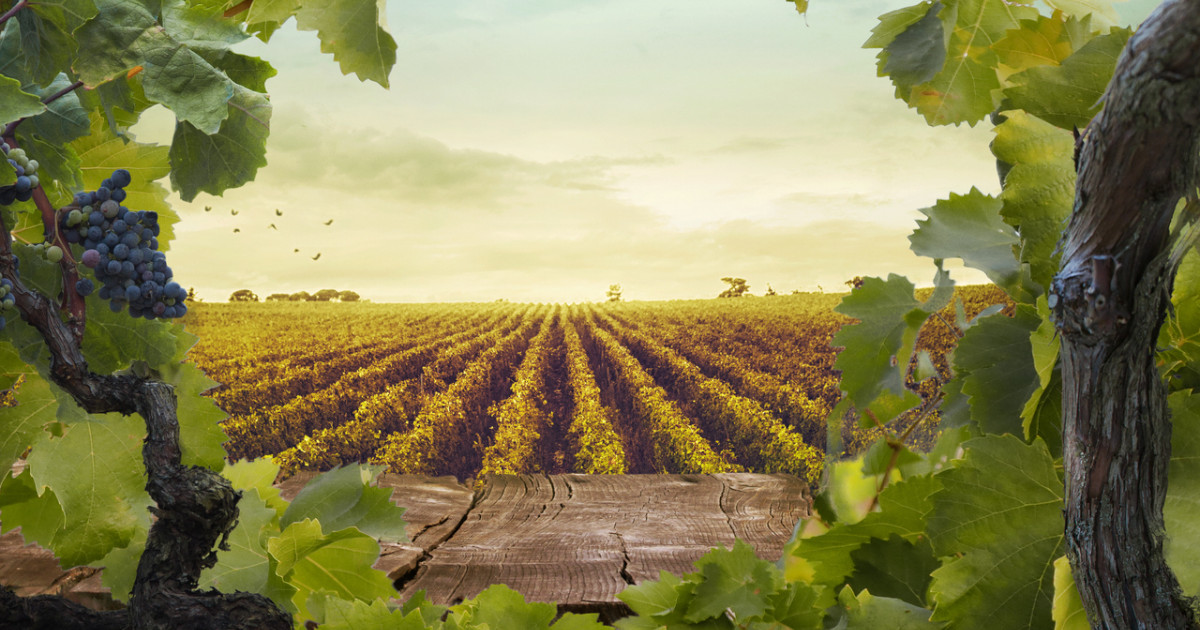 la gran potencia del viñedo ecológico está en Castilla-La Mancha