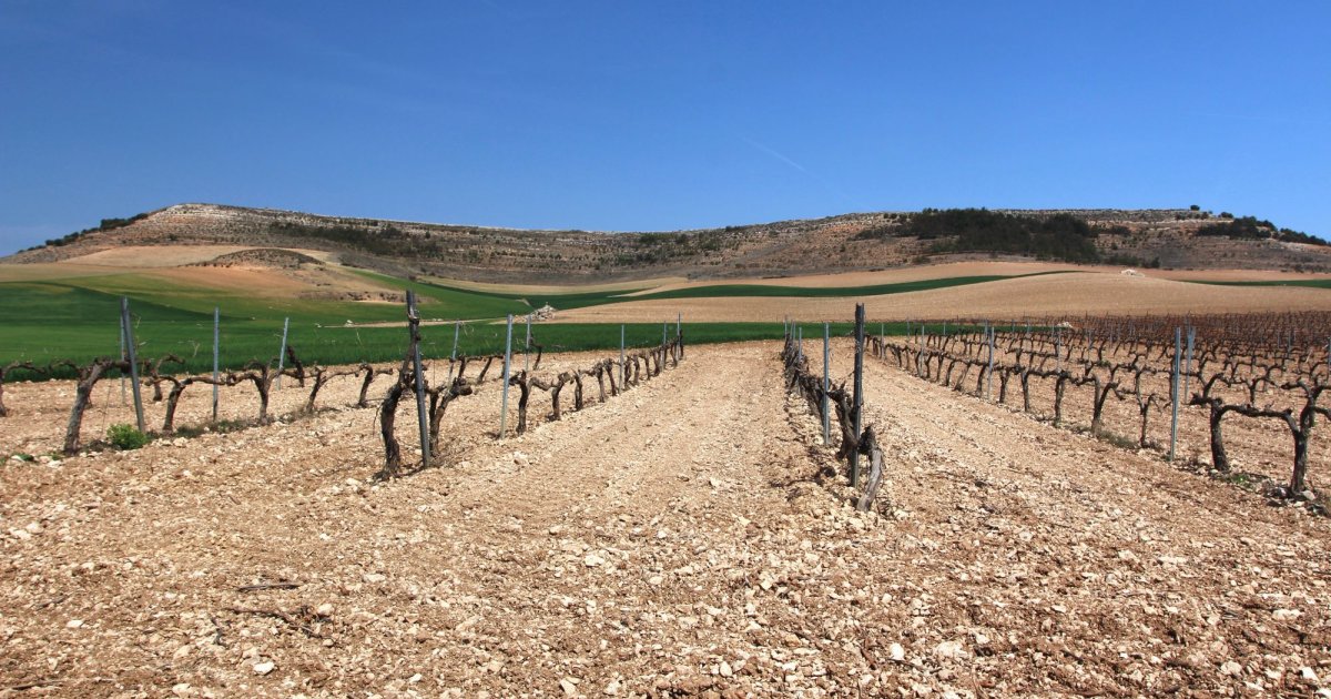 La Ruta del Vino de Ribera del Duero, al alcance de todos gracias a los talleres turísticos inclusivos
