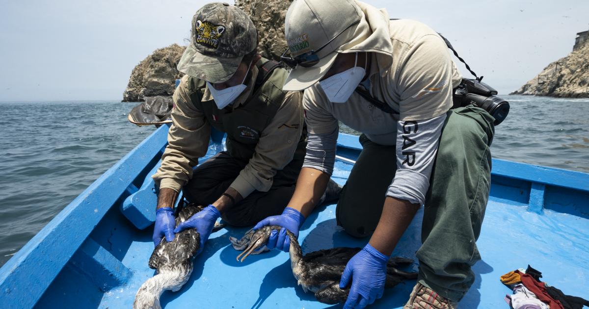 Perú paraliza la actividad de Repsol por el derrame de crudo en sus costas